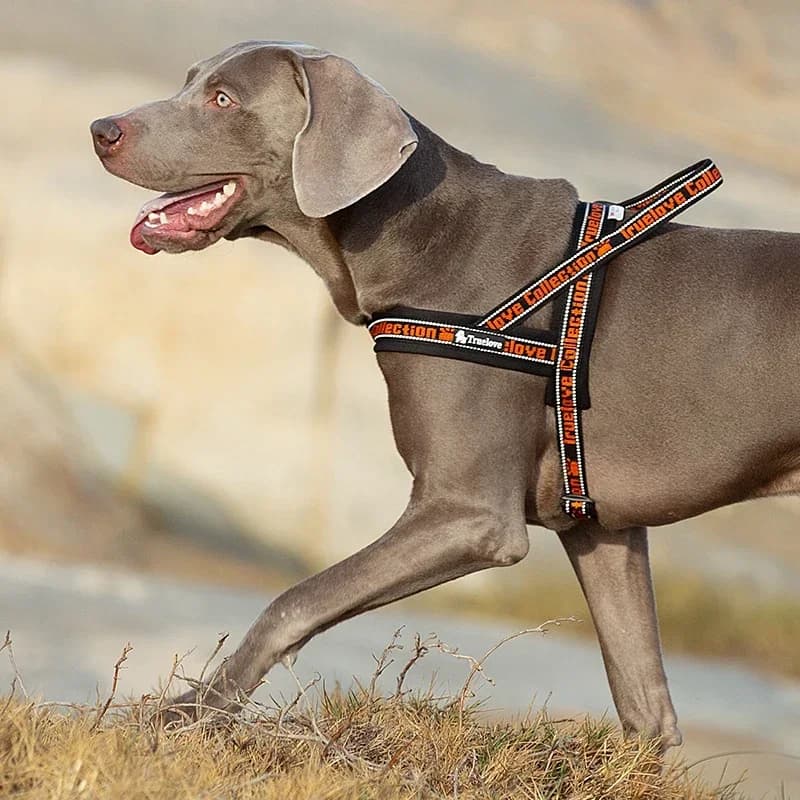 Truelove TLH58121 Lightweight Dog Harness, Neoprene Padded Nylon Vest with 3M Reflective Strap for Dogs Daily Walking