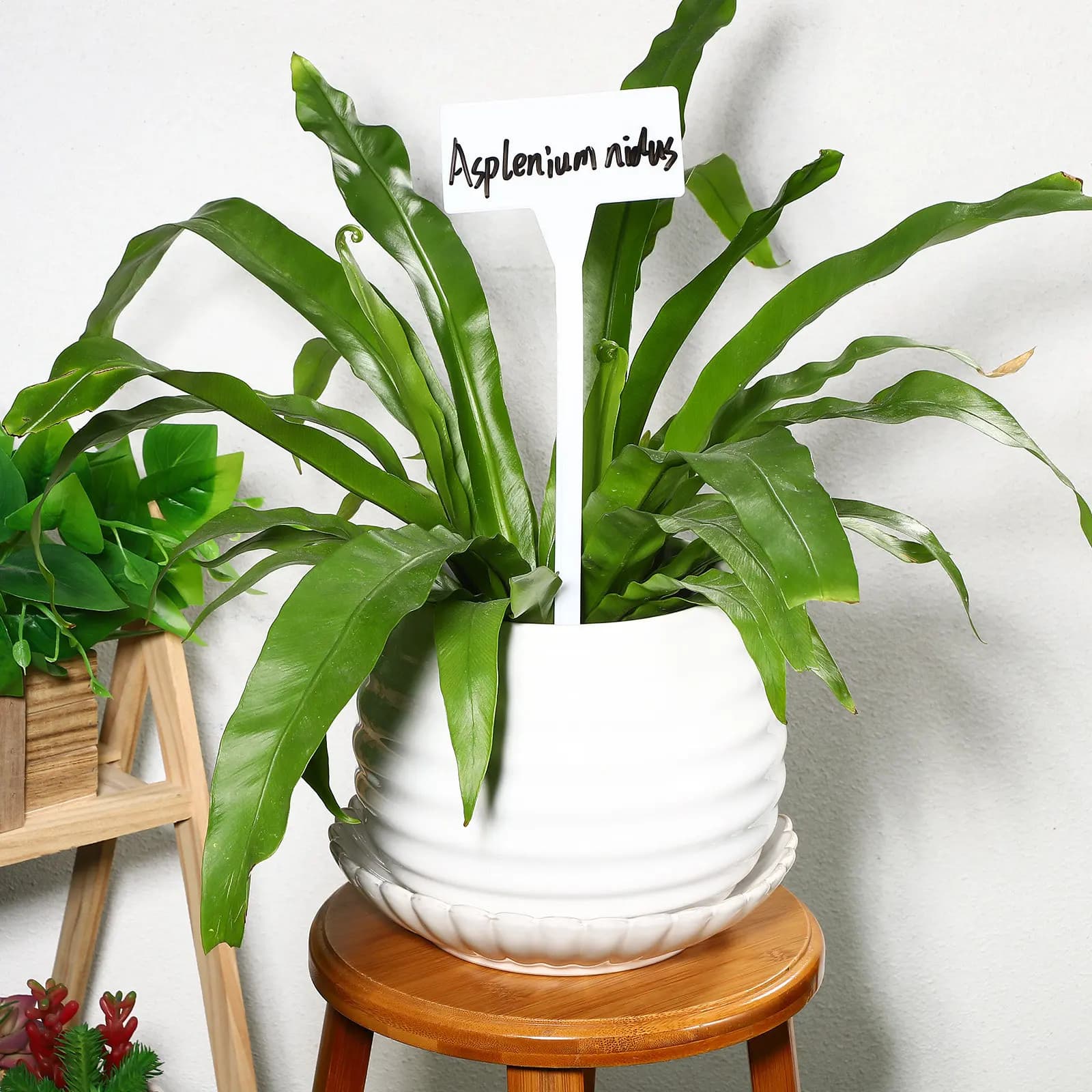 35Pcs Plant Name Stakes Blank Garden Label Stakes for Greenhouse Pots Trees Sloped Top Legible Plant Markers Gardening Signs