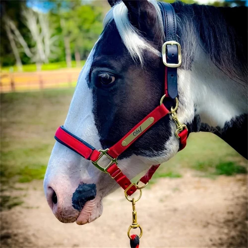 2 pezzi targhette personalizzate con nome di cavallo martingale targhette personalizzate per bridelle cavalletti e selle collare per cani martingale inciso