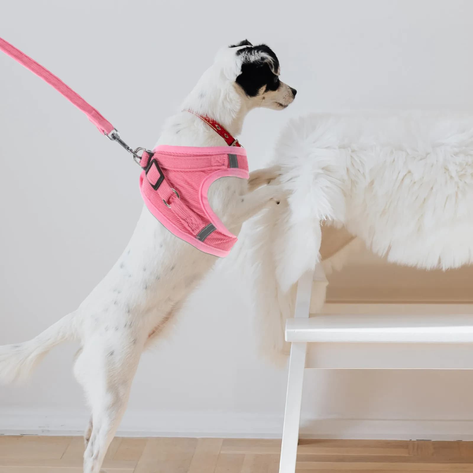 Reflective Pettorina for Cani Bichon, Comfortable Sling with Strap for Strollers and Race