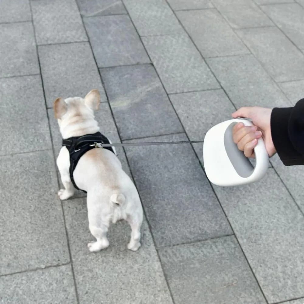 Flexible Guinzaglio for Dogs, Portable Design, Guinzaglio Nylon Retractable, Length 5m, Comfortable Grip, Automatic Retractable Belt for Running Dogs