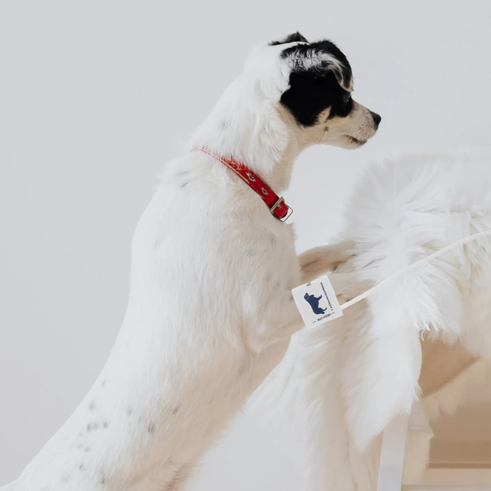 Universal Bracelet for Domestic Animal Blood Pressure, Soft and Precise, in Nonwoven Fabric, for Dog and Cat Monitoring