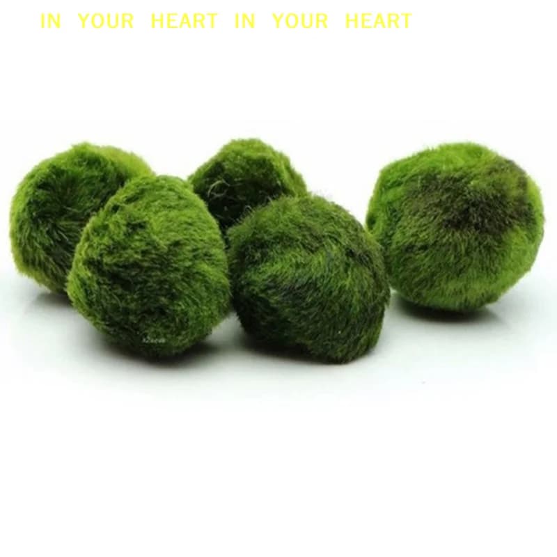 【X】Palline di Muschio Marimo 3-4cm, Pianta Acquatica Viva, Alga Decorativa per Acquario, Ornamento per Pesci e Gamberetti, Palline di Alghe Verdi Simulate, Pianta Artificiale
