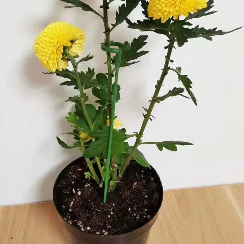 10 Pieces 27cm Flower Support, Flower Shape Support Auction for Plants in Vase, Fixed Frame Anti-Application for Protection Leaves