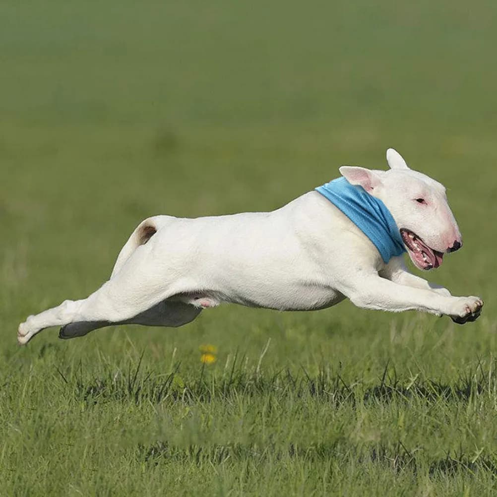 Collare Rinfrescante Blu per Cani, Morbido e Confortevole, per Cani e Gatti, Uso Estivo Interno ed Esterno, per Camper e Cuccia