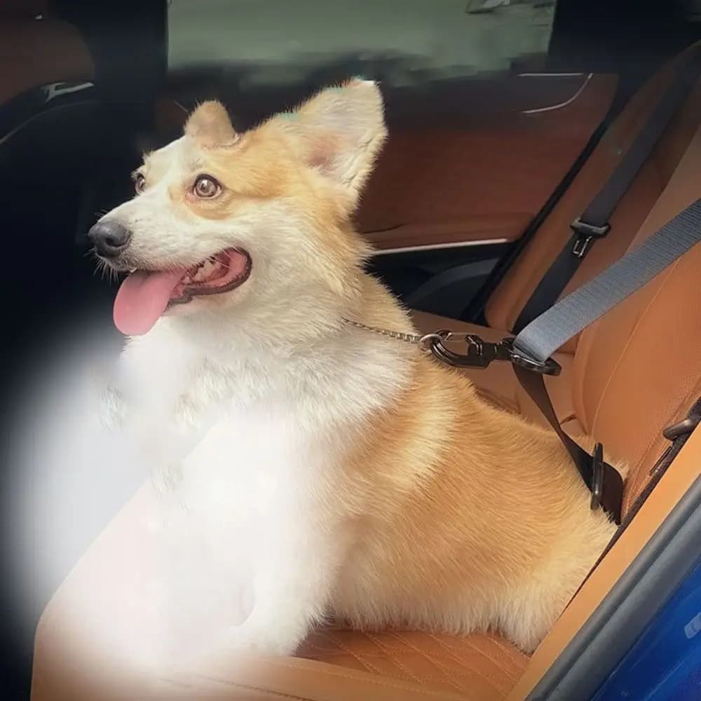 Gancio di Sicurezza Anti-interferenza per Animali Domestici, Resistente e Sostenibile, Facile da Usare, Cintura di Sicurezza con Chiusura a Scatto per Cani