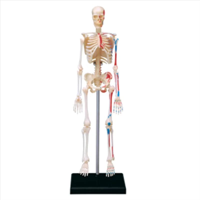 -A61K -Torso Human Body Model Removable Parts Education Organs Model For Teaching Study Class Students