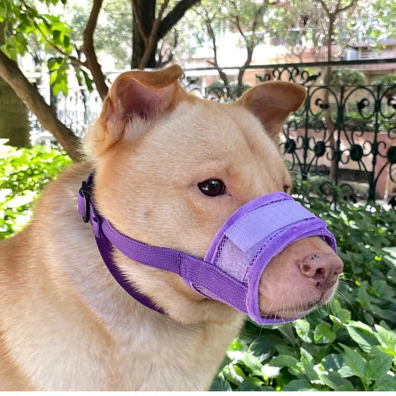 Museruola per cani regolabile Copribocca per cani traspirante Collare per museruola Anti abbaio Bocca per animali domestici per cani Accessori per cani