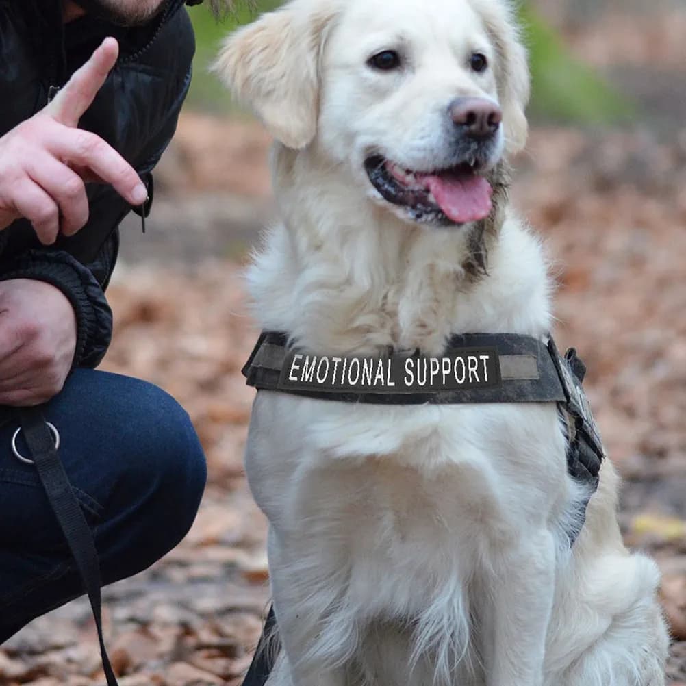 4 Pezzi Patch Riflettenti per Pettorina per Cani, Gilet Riflettente per Animali Domestici, Patch di Sicurezza per Passeggiate Notturne, Patch con Lettere Riflettenti