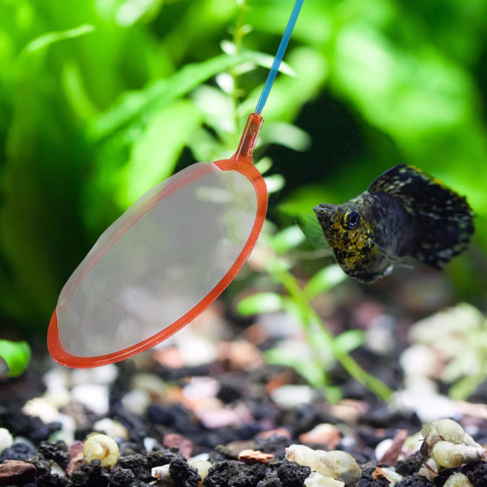 Set di 10 Reti Piccole per Acquario, Rete per Catturare Pesci e Gamberetti, Facile da Trasportare e Conservare, Rete Premium Robusta Senza Sfaldature, Pratica per la Pesca