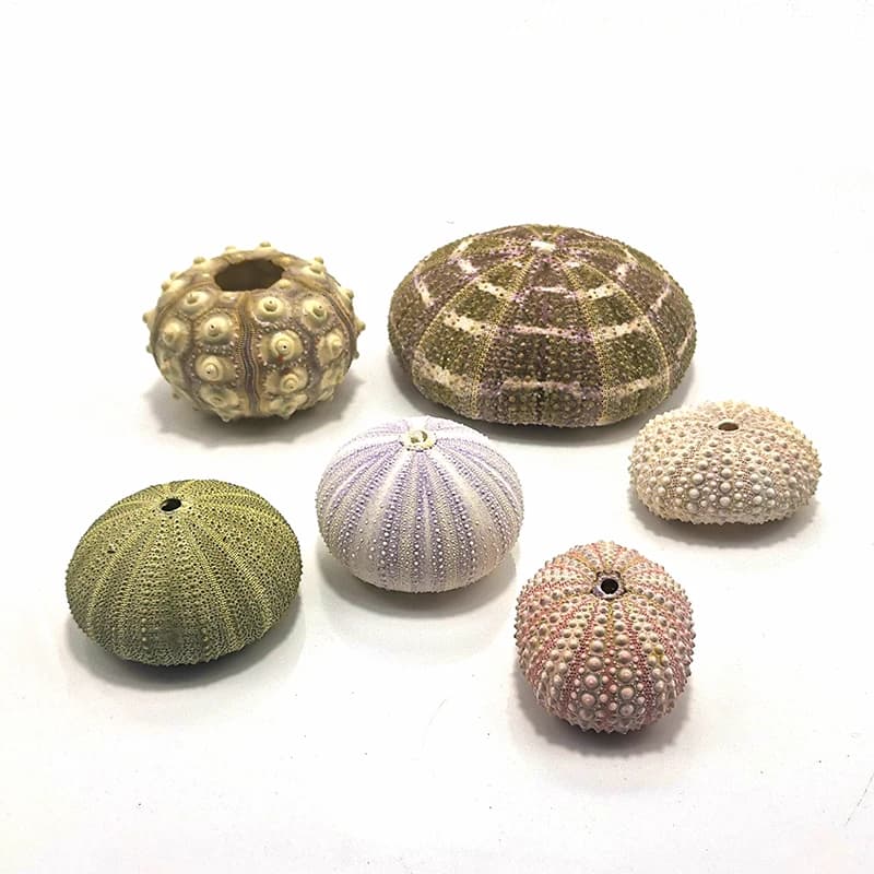 Conchiglia naturale di riccio di mare, decorazione per hotel, collezione di campioni, piccola conchiglia luminosa notturna, conchiglia di conchiglia marina