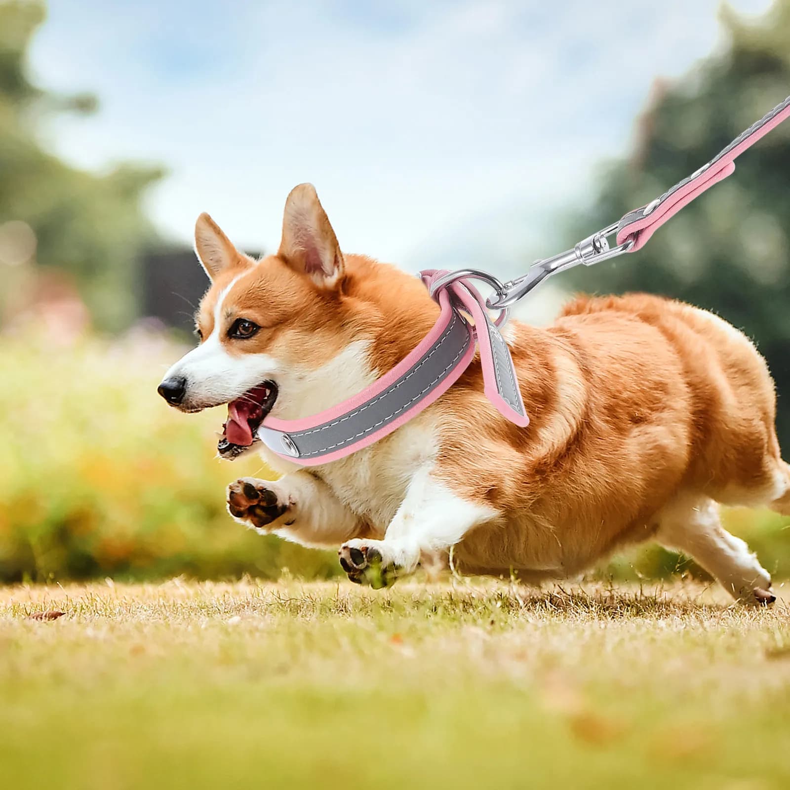 Set Collare e Guinzaglio Riflettente per Cani, Corda da Addestramento per Cuccioli, Guinzaglio Traspirante per Passeggiate Notturne, Kit di Sicurezza per Cani, Accessori per Cuccioli