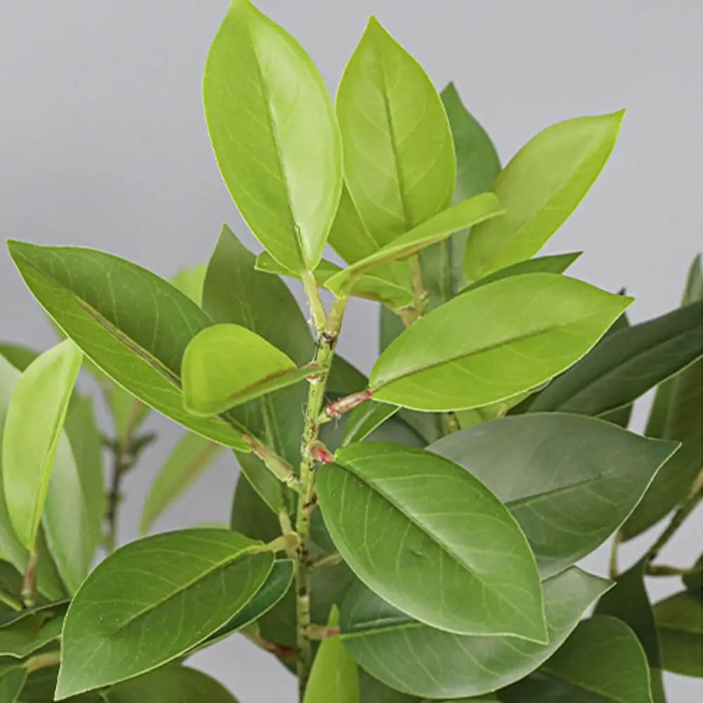 Grandi Rami Artificiali di Fagraea, Realistici al Tatto, Ilex Chinensis Finto Fatto a Mano, Piante Finte Eleganti per Decorazioni Matrimoniali
