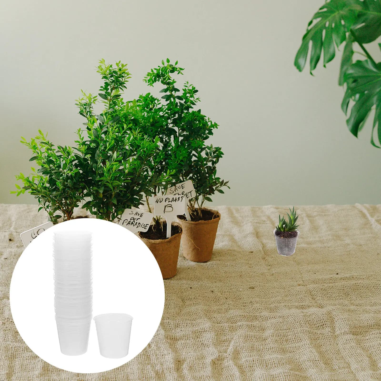 50 Pezzi Vasi Trasparenti per Piante, Contenitori in Plastica per Semina, Piccoli Vasi per la Coltivazione di Piante Grasse e Orchidee