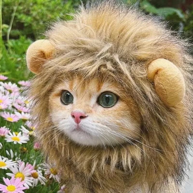 Nuovo Cappello Divertente per Animali Domestici, Parrucca per Gatti, Costume da Leone, Cappello per Gattini e Cani con Orecchie, Accessori per Feste