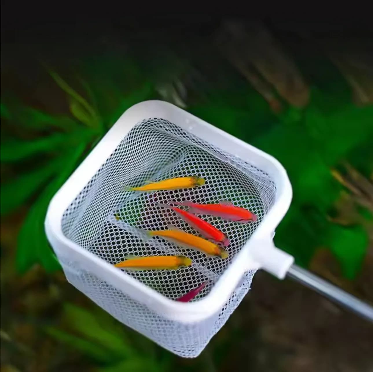 Rete da pesca quadrata per acquario con ventosa, manico lungo estensibile, attrezzatura per la pesca di pesci e gamberetti, accessori per la pulizia dell'acquario