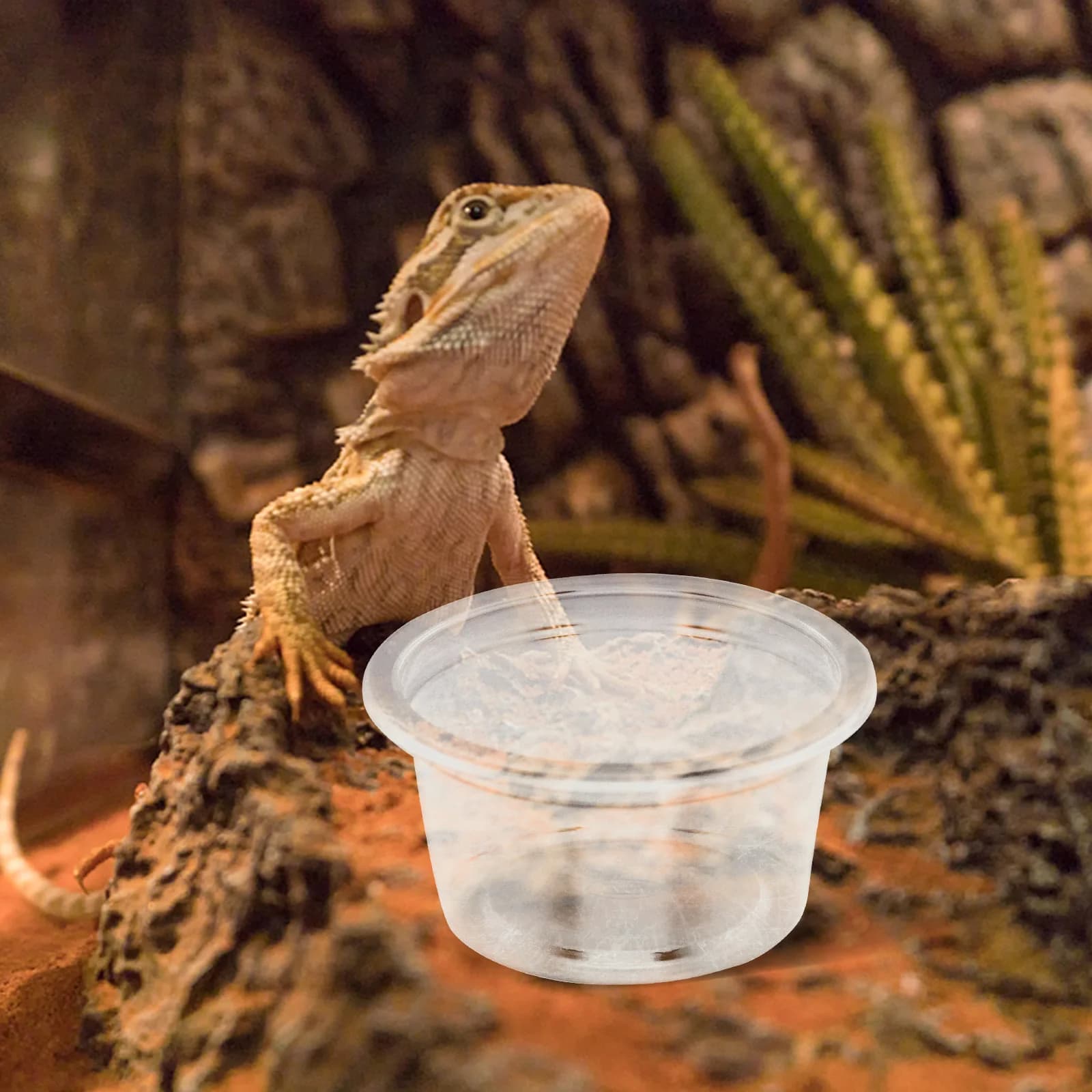 20 Pcs Gecko Leopard Print rettile Water Box Animal Ledge Cups Food Plastic crasted Dish riutilizzabile Household