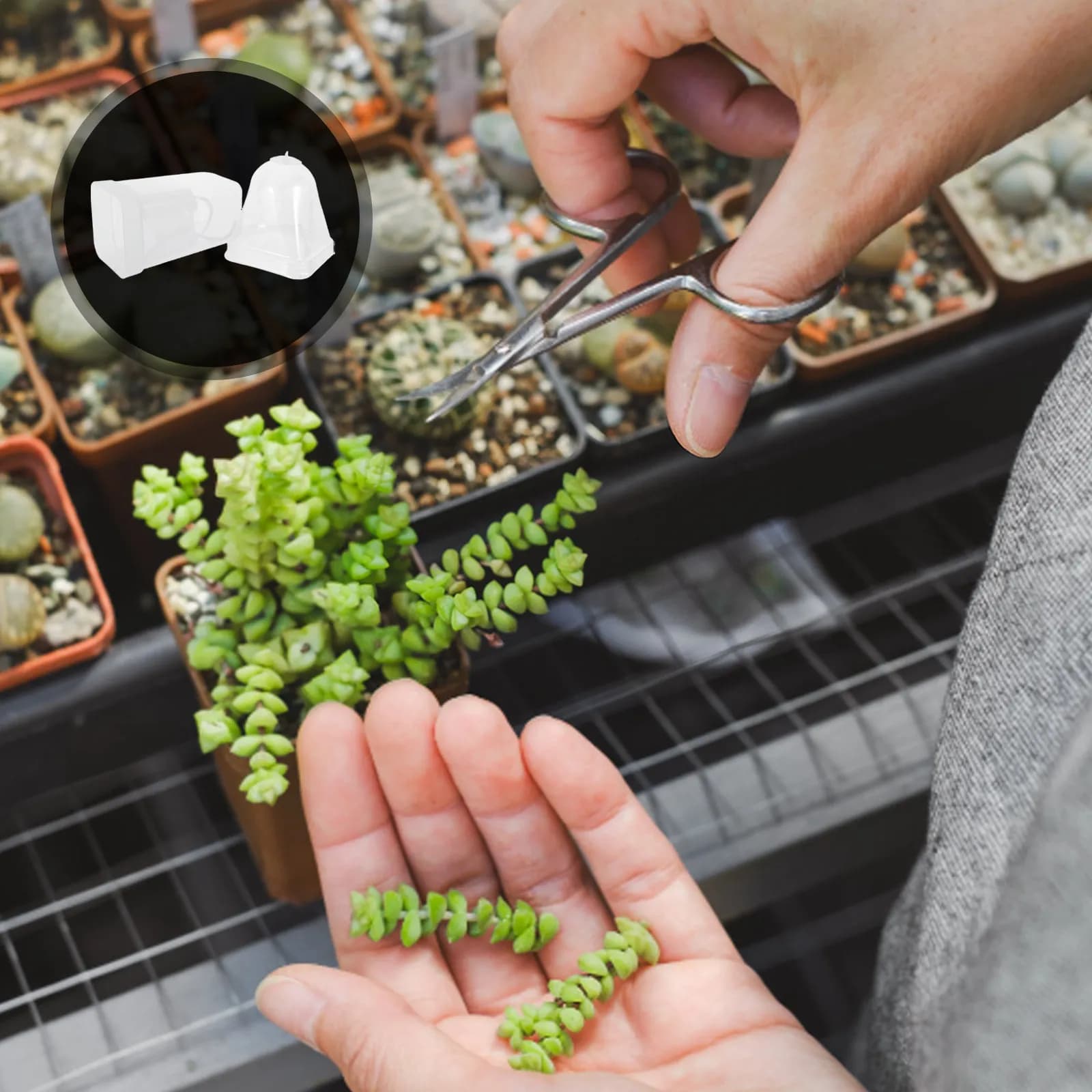 Set di 6 Vasi Autoirriganti per Piante, Fioriera Trasparente con Sistema di Germinazione a Separazione Asciutto/Bagnato per Interni