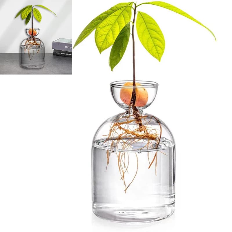 Transparent glass vase for flanks of avocado seeds Vase for growing plants Growing kit of glass seeds for gardeners Glass vase