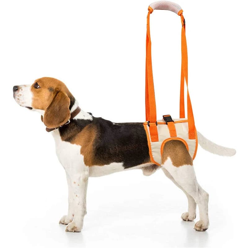 Imbracatura per cani regolabile Gambe posteriori Supporto per anca Accessori per animali domestici per ausilio canino e riabilitazione dei legamenti Imbracatura per sollevamento cani