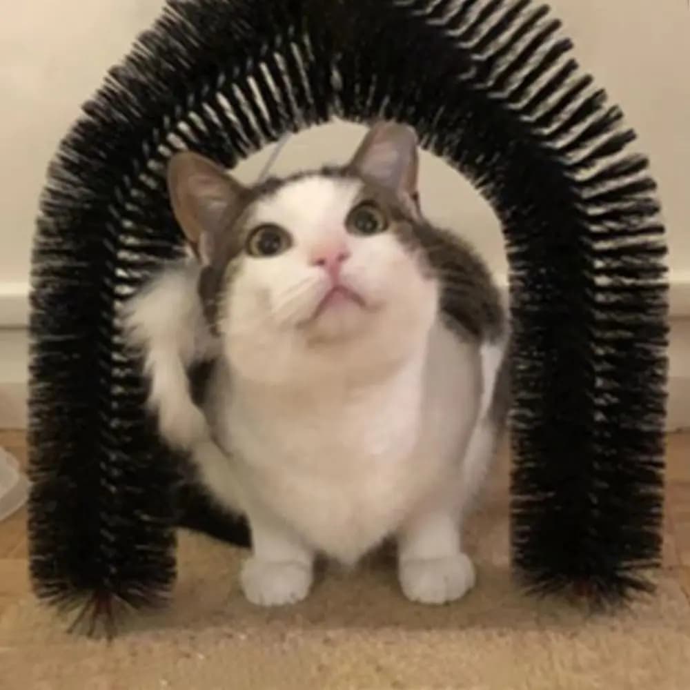 Spazzola per massaggio per toelettatura gatti in plastica Spazzola per capelli multifunzionale resistente all'usura Protezione per mobili antigraffio per gatti