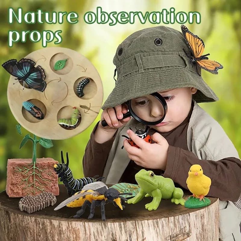 Simulazione per bambini Modello di biologia Giocattolo Ciclo di crescita della vita delle piante animali Montessori Giocattoli per bambini Set Sussidi didattici Giocattoli educativi