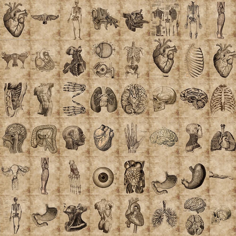 10/30/56pcs Anatomy and Physiology Cartoon Body Structure Stickers Cool Graffiti Decals for Motorcycle Helmet Bike Sticker Decor