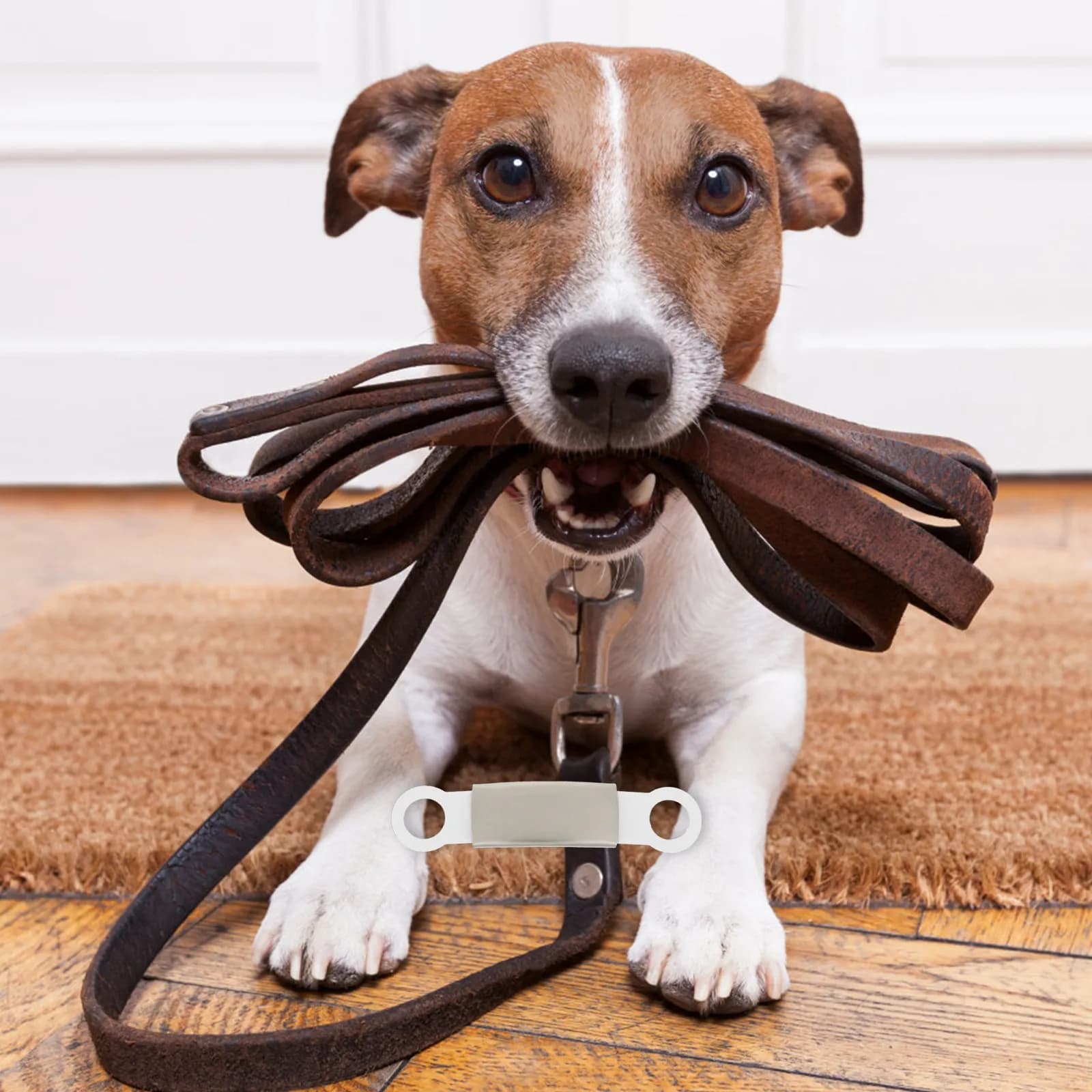 5 Pezzi Accessori per Collari per Animali Domestici, Targhette Identificative per Cani in Acciaio Inossidabile Finemente Lucidato, Targhette Decorative Compatte per Cani
