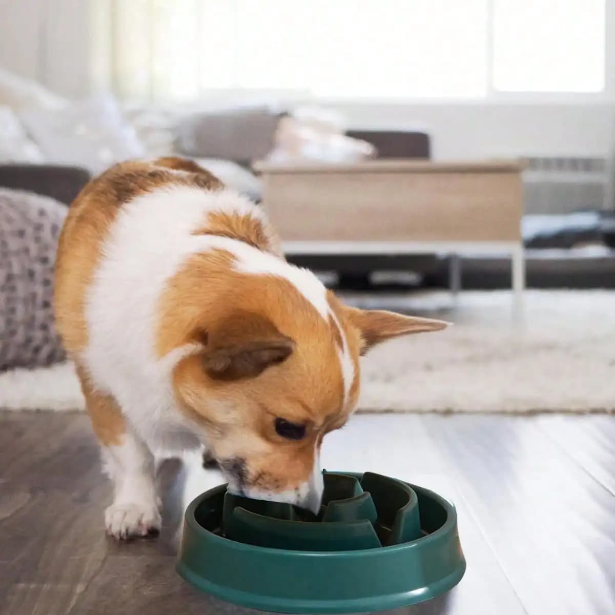Ciotola Slo per mangiatoia divertente Outward Hound da 1 pezzo, ciotola per cani a mangiatoia lenta, ciotola per cibo lento per animali domestici a forma di fiore