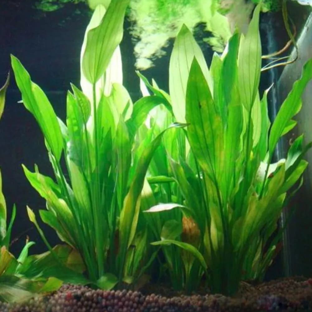 15cm artificiale acquario Decor piante acqua erbacce ornamento pianta acquatica acquario erba decorazione accessori