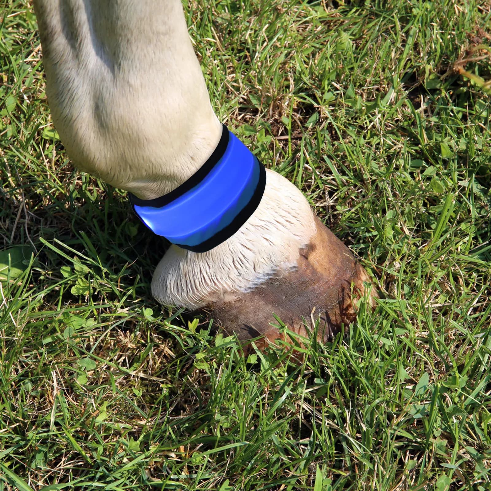 Set di 4 Cinturini LED per Zampe di Cavallo, Alta Visibilità, Luminosi, Comodi, per Equitazione Notturna, Accessori per Cavalli, Attrezzatura di Sicurezza per Esterni