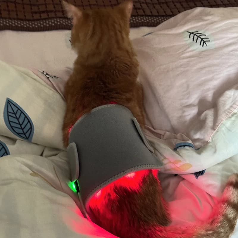 Cintura per terapia con luce rossa a infrarossi per uso domestico per la cura degli animali domestici per cani e gatti