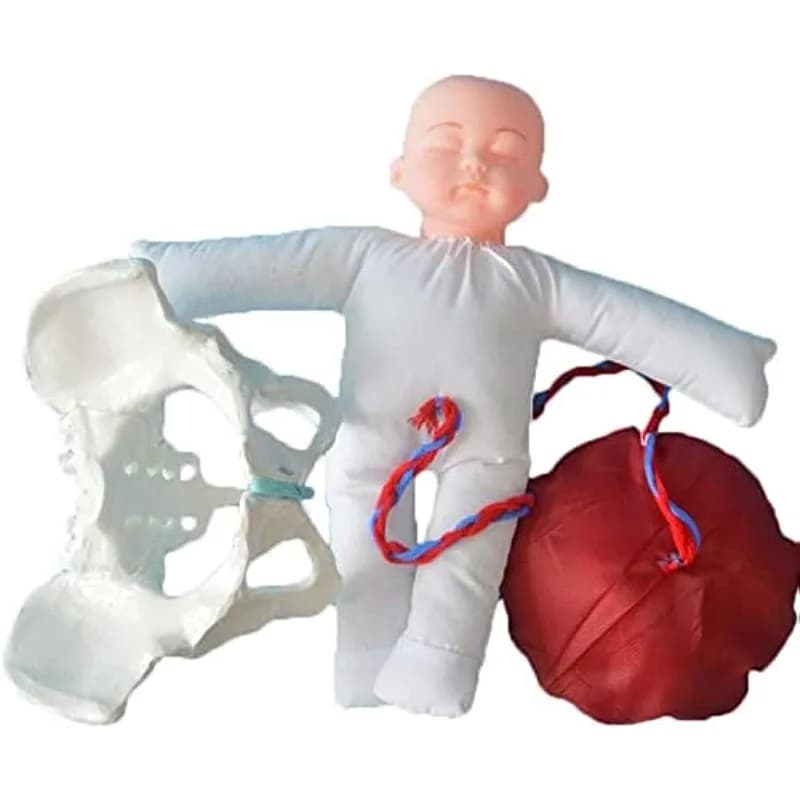 Modello di bacino femminile che imita il modello di addestramento medio del parto con il cordone ombelicale del bambino ginecologia che insegna l'esposizione dell'ospedale