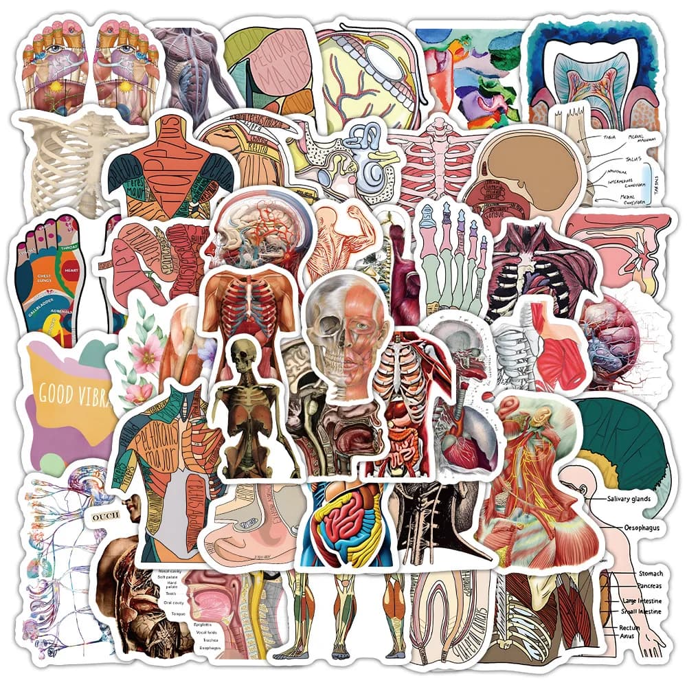 10/30/50/100PCS Anatomia Umana Adesivi Organi Umani Conoscenza Medica Graffiti Decorazione Valigia Notebook Adesivi Impermeabili